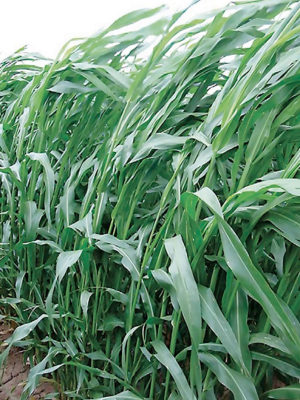 Sorgo ibrido a più sfalci