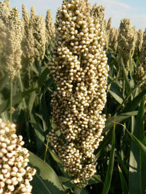 Sorgo ibrido da granella